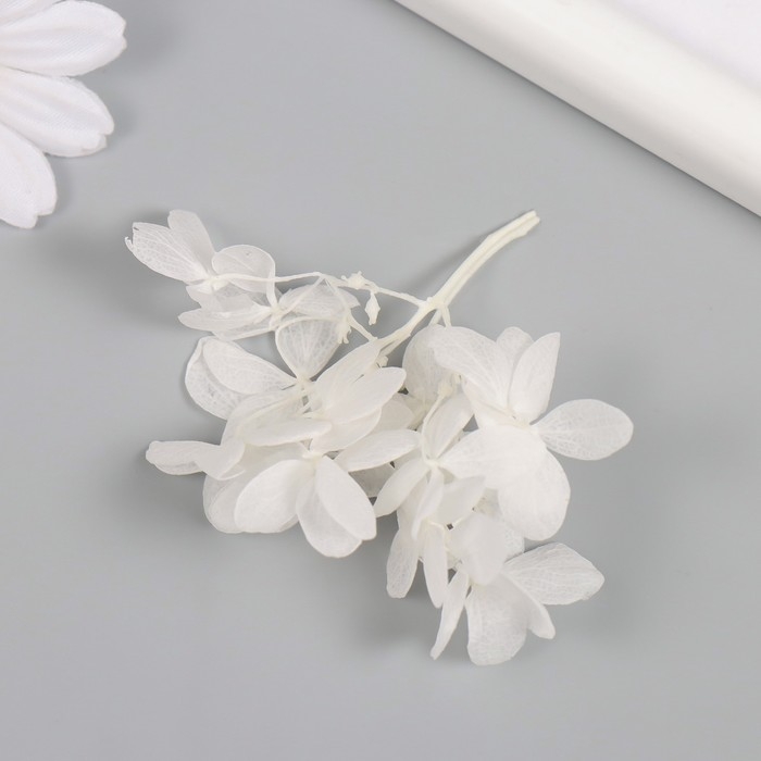 Сухоцвет Сухоцвет "Гортензия" белый h=6-6,5 см