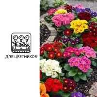 Семена цветов Примула "Розелла", смесь окрасок, F1, 7 шт