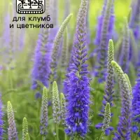 Семена Вероника "Синяя", ц/п, 0,02 г Семена Вероника "Синяя", ц/п, 0,02 г