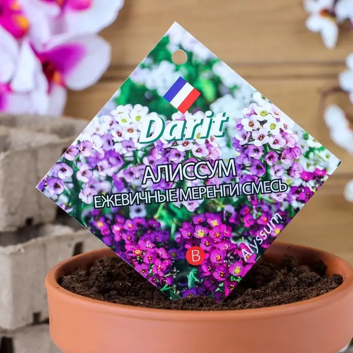 Семена цветов Алиссум  Семена цветов Алиссум "Ежевичные меренги", О, DARIT  0,2 г