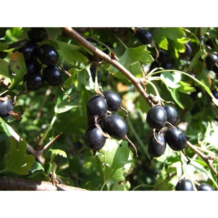 Йошта (крыжовник х смородина, йоштаберри) Йошта (крыжовник х смородина, йоштаберри) "Рекст" 1 шт, туба, Весна 2025