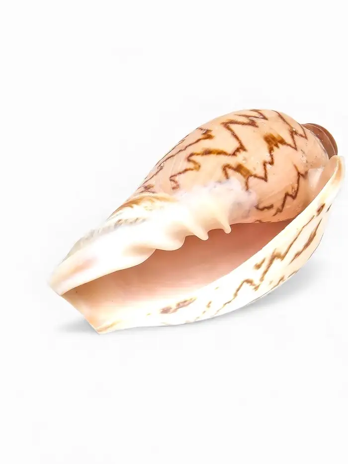 Ракушка декоративная, 6-7 см