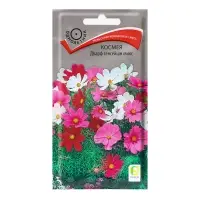 Семена цветов Космея «Дварф сенсейшн», микс, 0.2 г, «Поиск» Семена цветов Космея «Дварф сенсейшн», микс, 0.2 г, «Поиск»