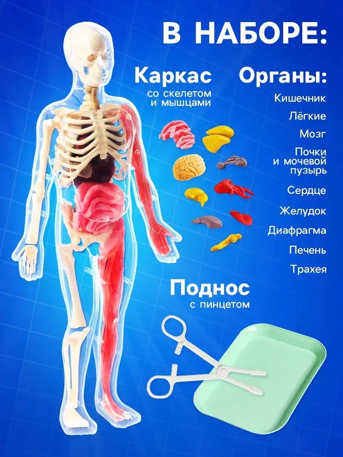 Набор для опытов по анатомии &laquo;Строение тела&raquo;, светится в темноте, с мягкими органами