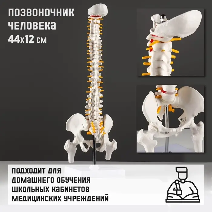 Анатомическая модель &laquo;Макет позвоночника человека&raquo;, 44&times;12 см