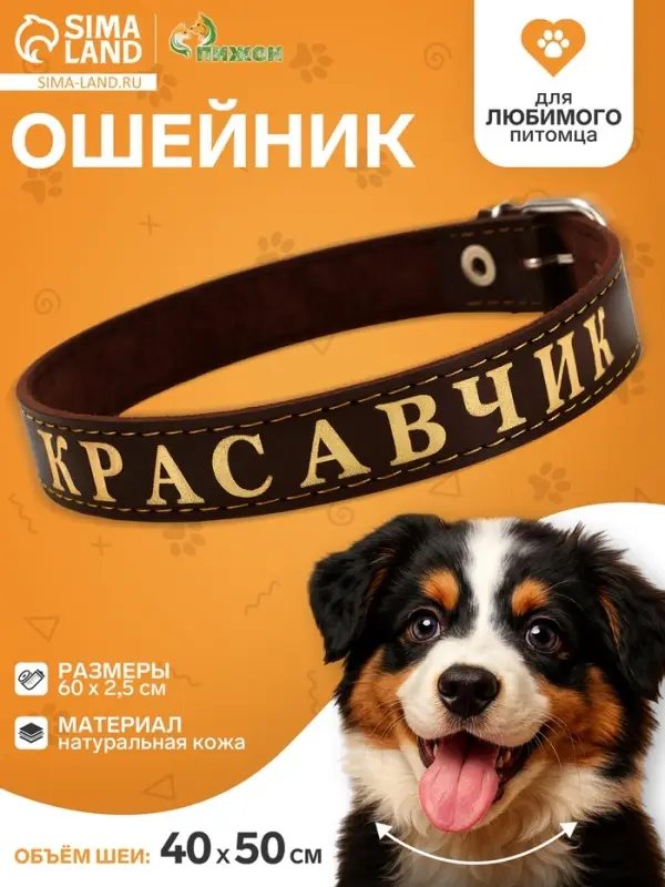 Ошейник &laquo;Красавчик&raquo;, 60&times;2.5 см, однослойный, тиснение фольгой, кожа, цвет МИКС