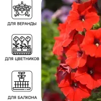 Семена цветов Петуния &laquo;Ура&raquo;, F1, красная, драже в пробирке, Syngenta, 7 шт., &laquo;Агрофирма АЭЛИТА&raquo;