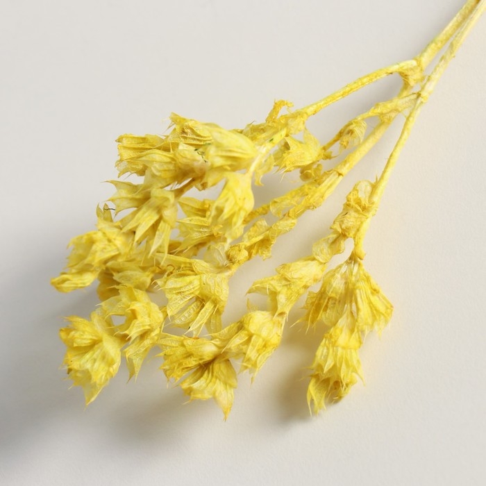 Набор сухоцветов Набор сухоцветов "Шандра", банч длина 40 (+/- 6 см), яблоко