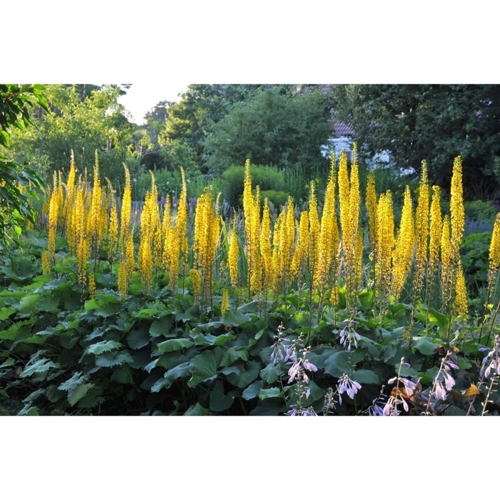 Бузульник Пржевальского, С3 горшок, Н10-50 высота, 1 шт, Осень 2024 Бузульник Пржевальского, С3 горшок, Н10-50 высота, 1 шт, Осень 2024