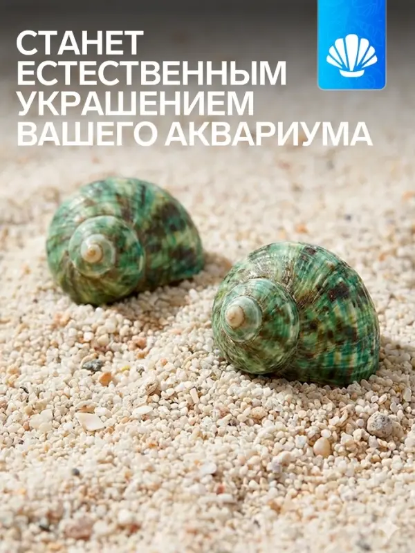 Набор ракушек декоративных, длина 4-5 см ширина 2 см, 2 шт.