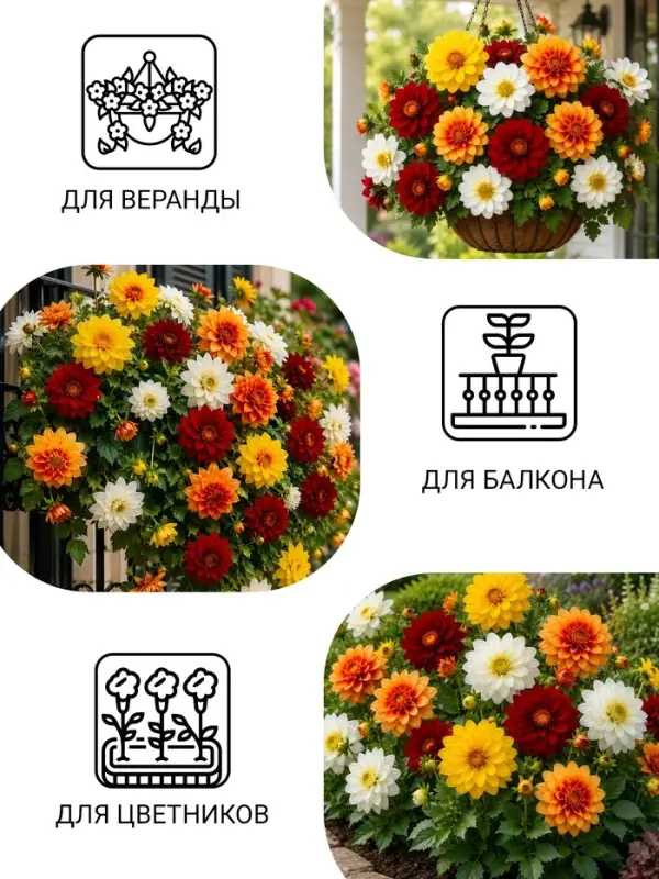 Семена цветов Георгина "Веселые ребята", О, 0,1 г