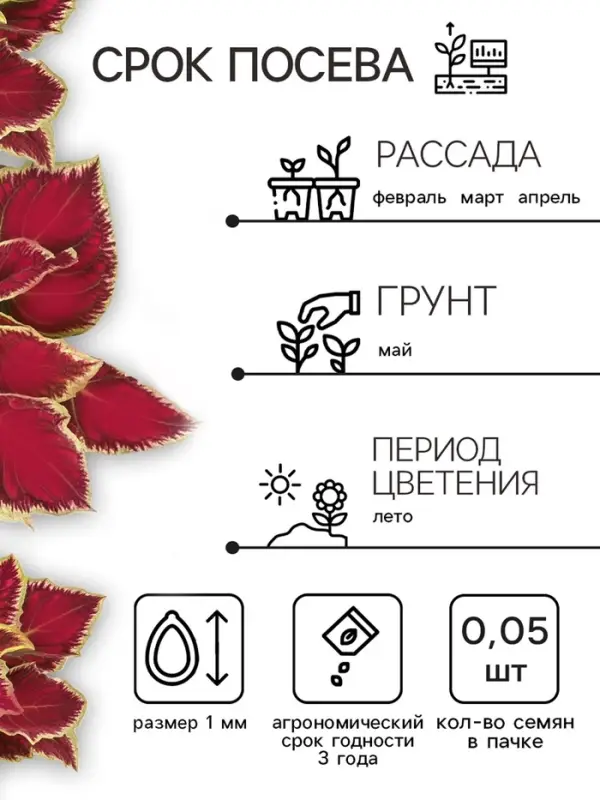 Семена цветов Колеус блюме  Семена цветов Колеус блюме "Райнбоу" смесь сортов, ц/п, 0,05 г