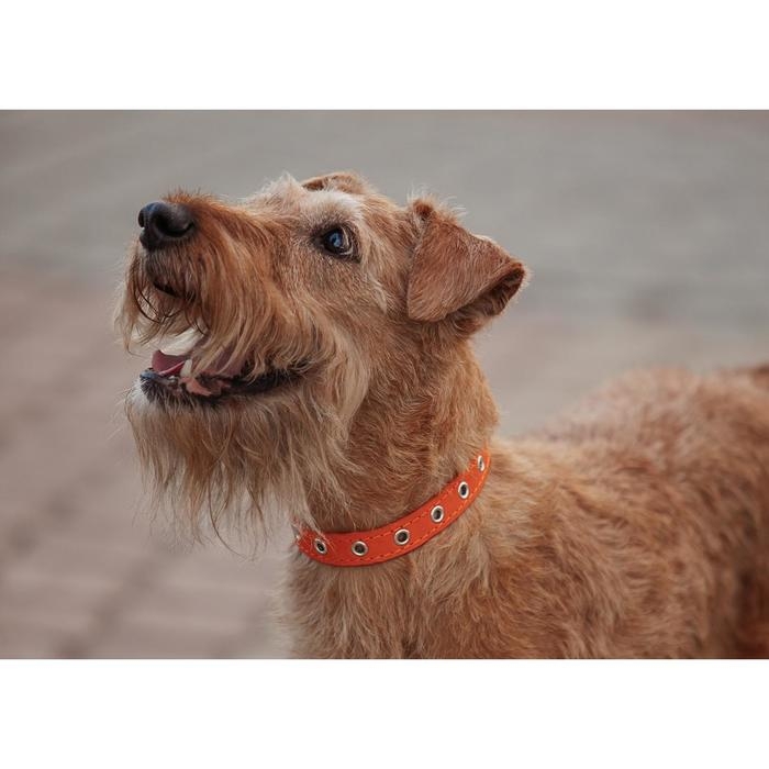 Ошейник кожаный однослойный безразмерный, 45 х 2 см, ОШ 18-39 см, коричневый Ошейник кожаный однослойный безразмерный, 45 х 2 см, ОШ 18-39 см, коричневый