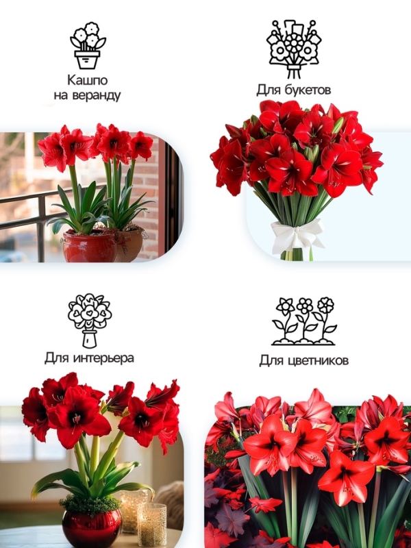 Амариллис Samba, многолетник, луковица, р-р 22/24, 1 шт.