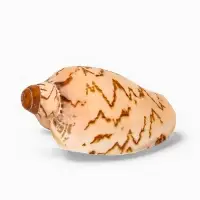 Ракушка декоративная, 6-7 см