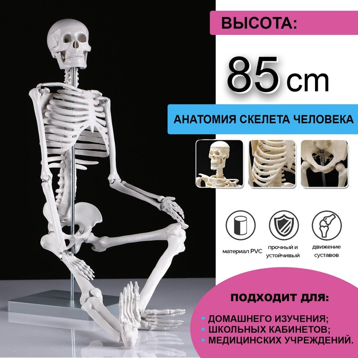 Макет  Макет "Скелет человека" 85см