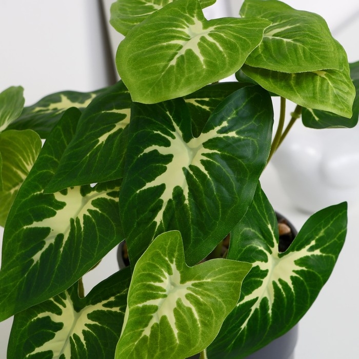 Бонсай в горшке Бонсай в горшке "Сингониум" 7,5х16 см