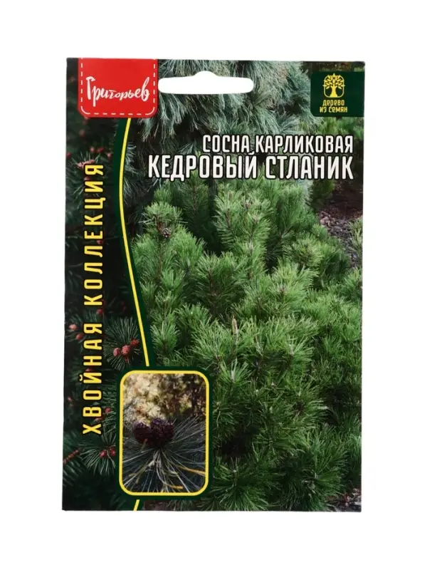 Семена цветов Сосна Кедровый Стланик карликовая 5 шт.  12.29 г.