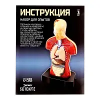 Научный опыт &laquo;Строение тела&raquo;