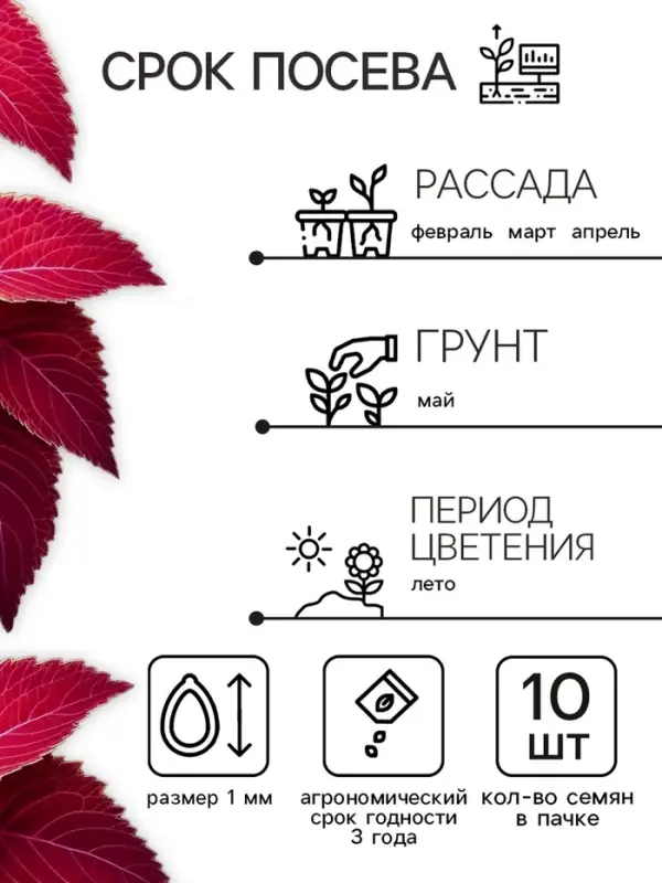 Семена цветов Колеус Визард Вельвет ред, 10шт Семена цветов Колеус Визард Вельвет ред, 10шт