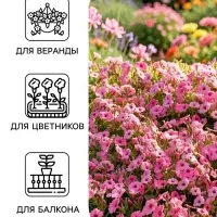 Семена цветов Петуния &laquo;мини Пикколино&raquo;, сиреневая, F1, 5 шт., Farao, &laquo;АЭЛИТА&raquo;