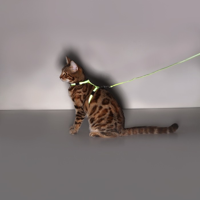 Комплект со светоотражающей лентой, ошейник 120 х 1 см, ОГ 26-40 см, зеленый Комплект со светоотражающей лентой, ошейник 120 х 1 см, ОГ 26-40 см, зеленый