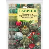Набор семян комнатных Кактус &laquo;Непоседа&raquo;, 5 шт.