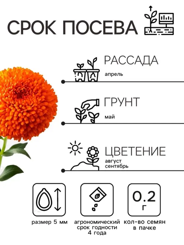 Семена   Астра Монпансье, смесь окрасок , 0,2г