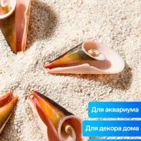 Набор ракушек декоративных, длина 4 см, 5 шт.