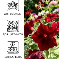 Семена цветов Петуния &laquo;Софистика Блэкберри&raquo; F1, 5 шт.