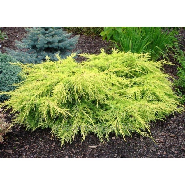 Можжевельник средний Можжевельник средний "Голд Стар", Р9, 1шт, h 3-20 см, Осень 2024