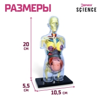 Набор для опытов «Строение тела», беременная женщина