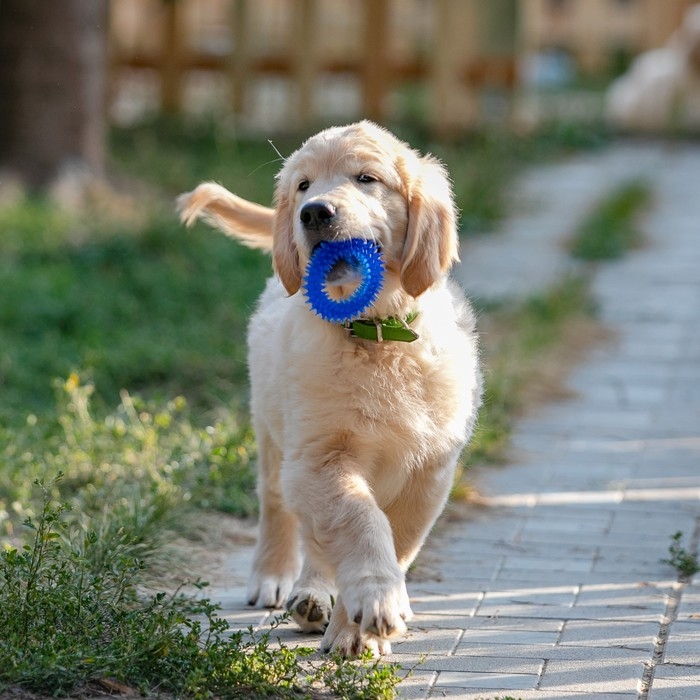 Игрушка жевательная для собак Игрушка жевательная для собак "Игольчатое кольцо", 9 см, синяя