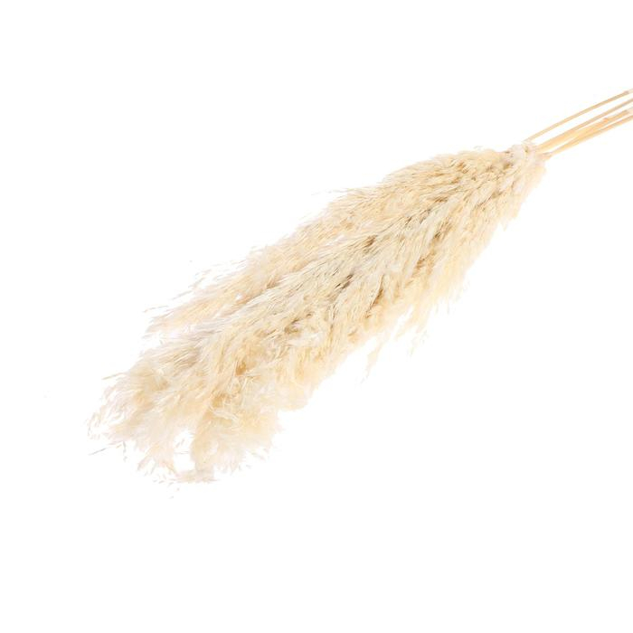 Сухоцвет &laquo;Пампасная трава&raquo; набор 5 шт., цвет бежевый