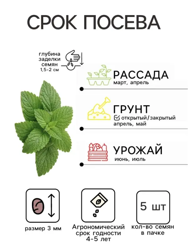 Семена Мелисса лекарственная &laquo;Мандариновый аромат&raquo;, 5 шт., &laquo;Аэлита&raquo;