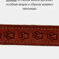 Ошейник, 50&times;2.5 см, с подкладом тиснение, кожа, коричневый