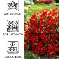 Семена цветов Петуния &laquo;Джоконда&raquo; F1, фиолетовая, драже, 5 шт.