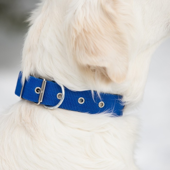 Ошейник клепаный, 48,5 х 3 см, ОШ 31-40 см, полиэстер, синий Ошейник клепаный, 48,5 х 3 см, ОШ 31-40 см, полиэстер, синий