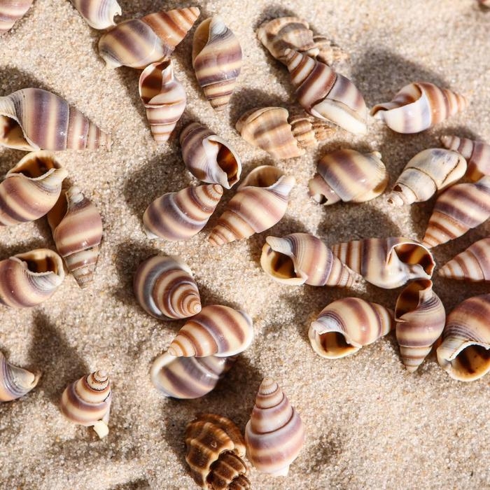 Набор ракушек, 1 - 2 см, 100 г Набор ракушек, 1 - 2 см, 100 г