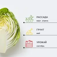 Семена Капуста краснокочанная &laquo;Жар-птица&raquo;, 0.3 г, среднеспелая, &laquo;Аэлита&raquo;