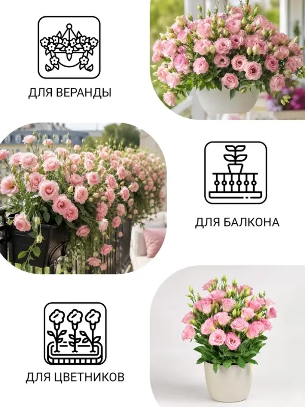 Семена цветов Эустома "Мисти", 10 шт