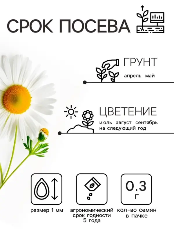 Семена цветов Ромашки  Семена цветов Ромашки "Аляска", 0,3 г