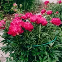 Кустодержатель, d=50 см, h=60 см, ножка d=1 см, металл, набор 2 полудуги, зелёный