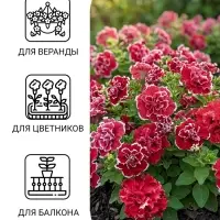 Семена цветов Петуния махровая грандифлора &laquo;Валентина&raquo; F1, драже драже 5 шт.