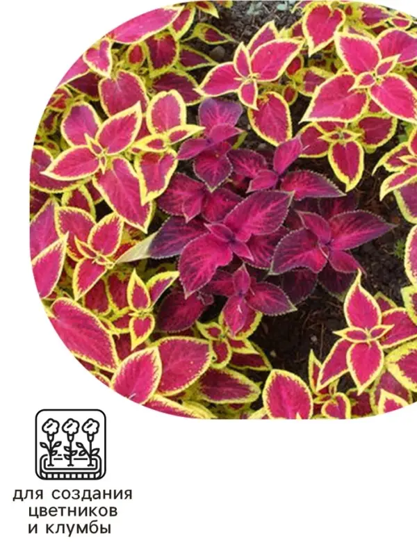 Семена цветов Колеус блюме  Семена цветов Колеус блюме "Райнбоу" смесь сортов, ц/п, 0,05 г