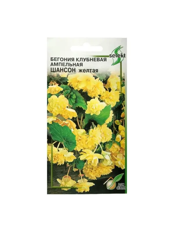 Набор семян Бегония ампельная Набор семян Бегония ампельная "Шансон" клубневая, желтая, 5 шт.