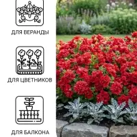 Семена цветов Петуния &laquo;Валентайн F1&raquo;, махровая, крупноцветковая, однолетник, гранулы, &laquo;Гавриш&raquo;