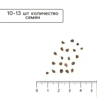 Семена Томат балконный &laquo;Хурма&raquo;, детерминантный, среднерослый 0.1 г, &laquo;Евро-семена&raquo;