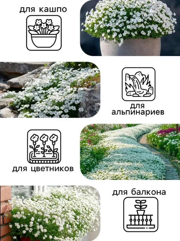 Семена цветов Алиссум  Семена цветов Алиссум "Снежные узоры", 5 шт.