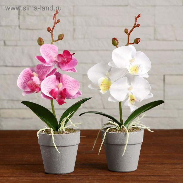 Композиция в горшочке  Композиция в горшочке "Орхидея" 7х23 см, микс